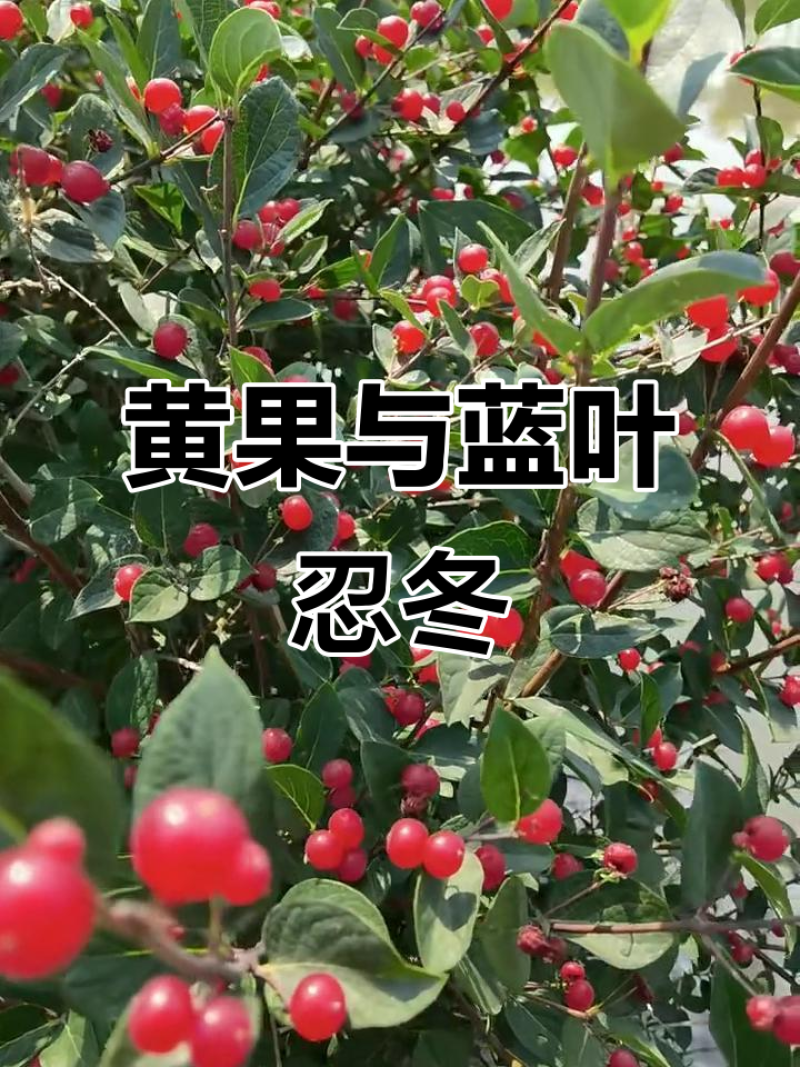 蓝叶忍冬扦插苗