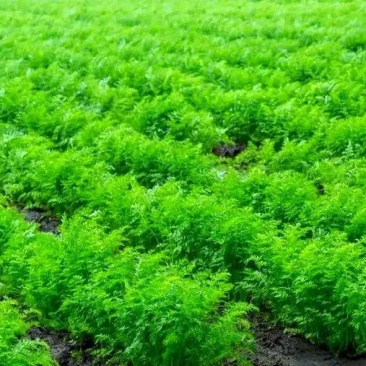 菏泽单县卖胡萝卜苗，论斤卖，胡萝卜叶，胡萝卜缨