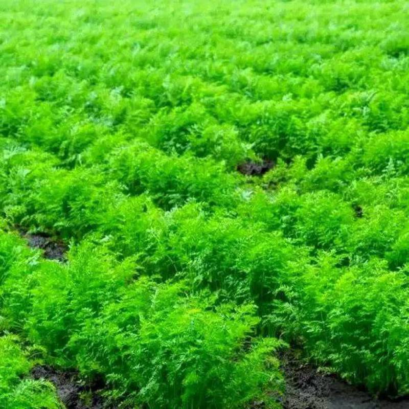 菏泽单县卖胡萝卜苗，论斤卖，胡萝卜叶，胡萝卜缨