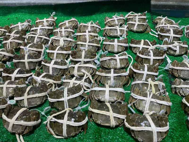 江苏水产大闸蟹。一件代发。量大管足。可以实地考察。欢迎咨询。