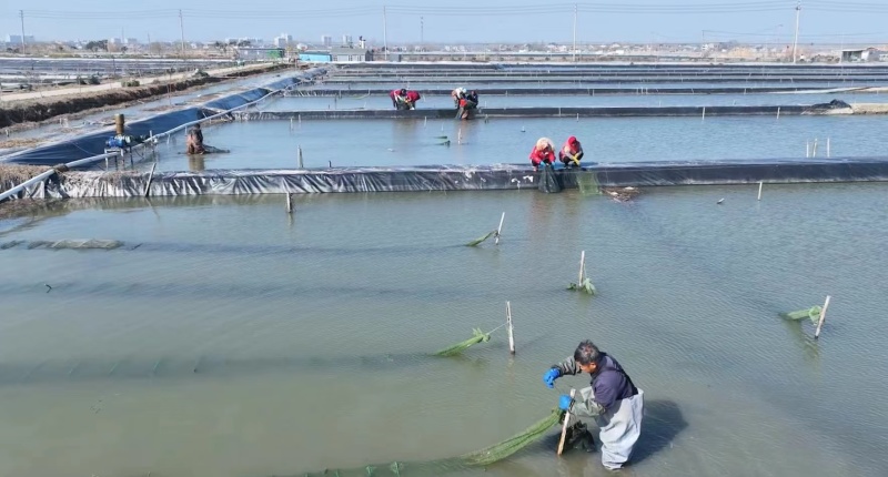 江苏水产大闸蟹。一件代发。量大管足。可以实地考察。欢迎咨询。