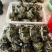江苏水产大闸蟹。一件代发。量大管足。可以实地考察。欢迎咨询。