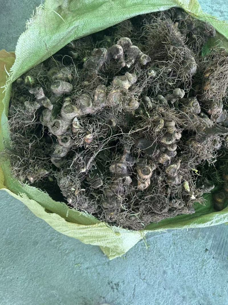 黄精