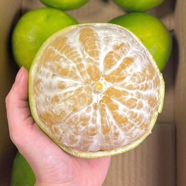 葡萄柚青皮葡萄水晶柚皮薄多汁可一件代发整车走货