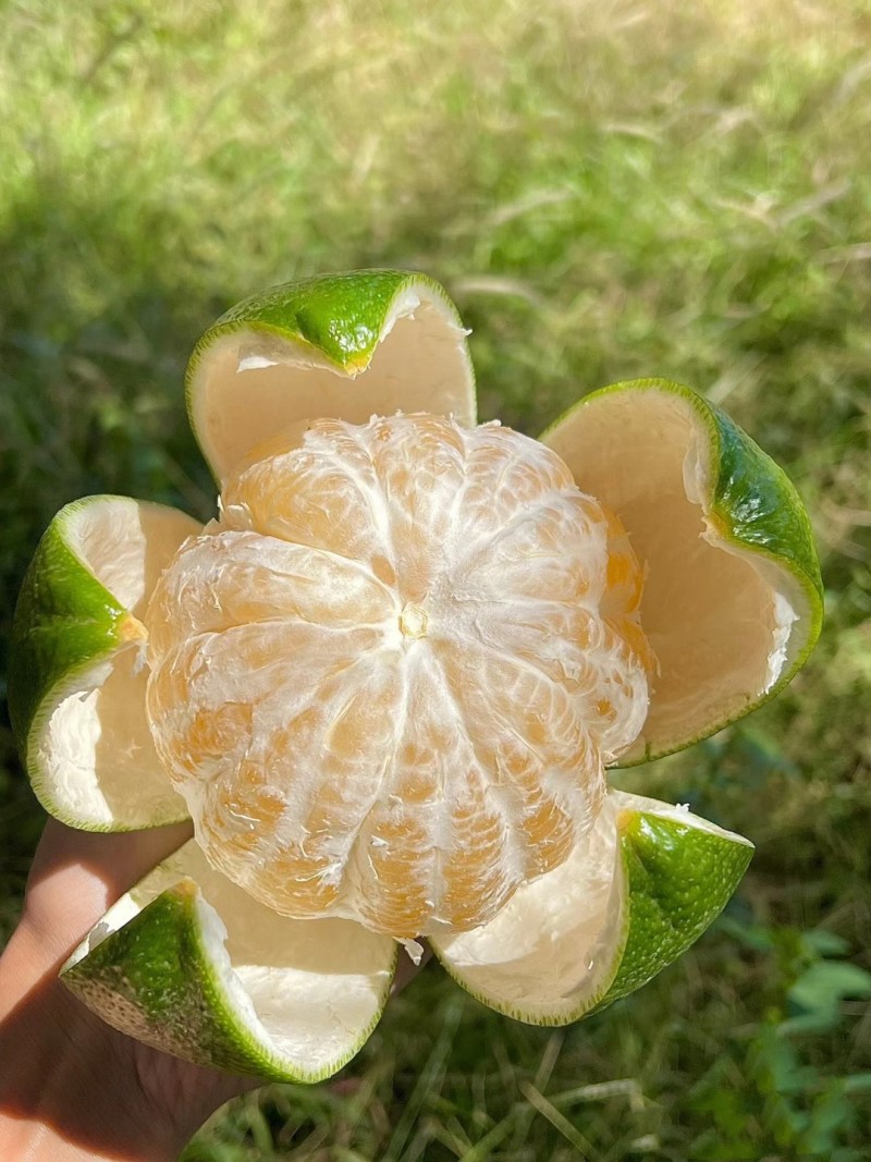 葡萄柚青皮葡萄水晶柚皮薄多汁可一件代发整车走货