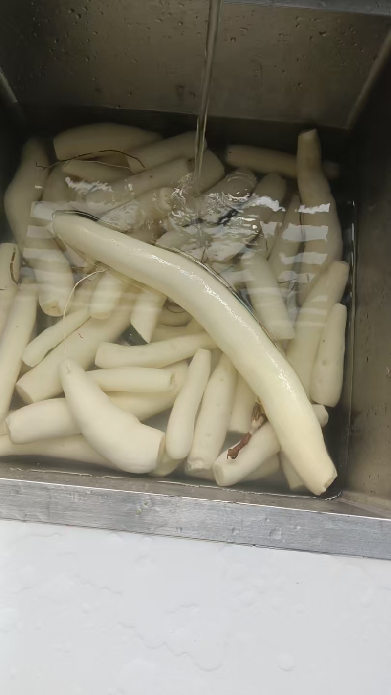华南黄心木薯