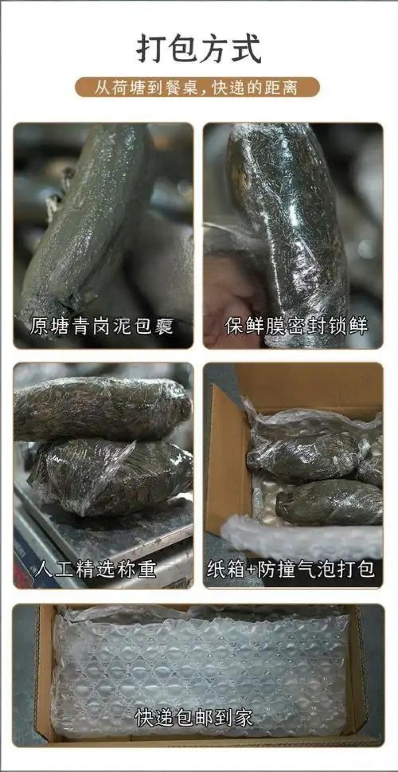 洪湖的水，菇凉的腿，洪湖莲藕粉藕现挖先发欢迎下单