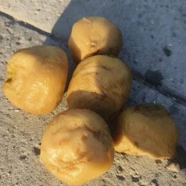 泡圆白萝卜