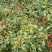 小米椒