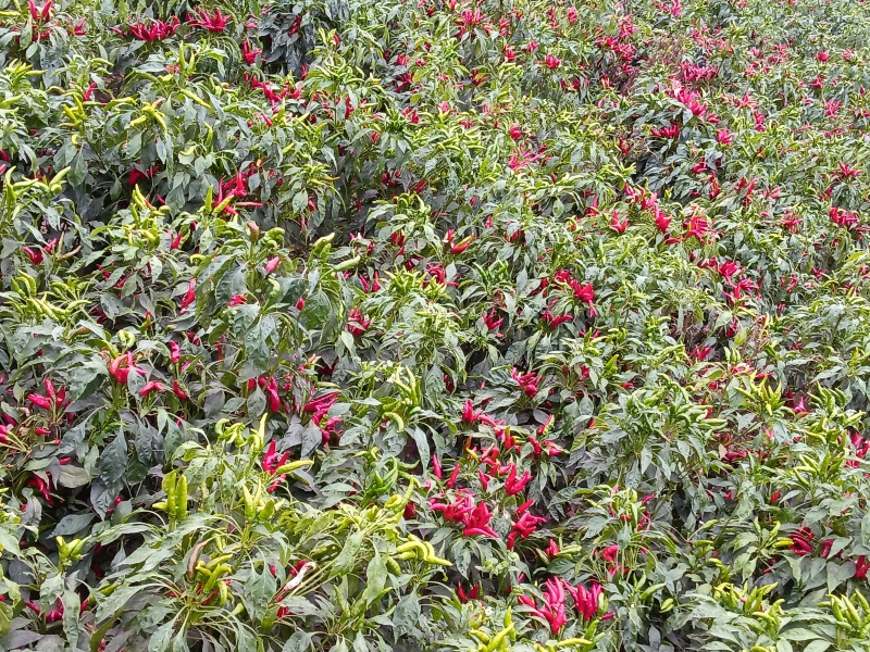 小米椒