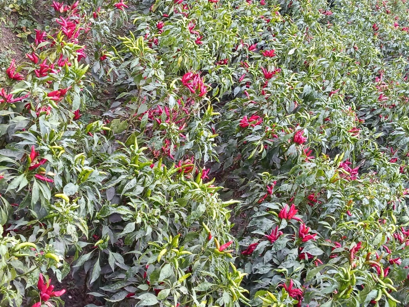 小米椒