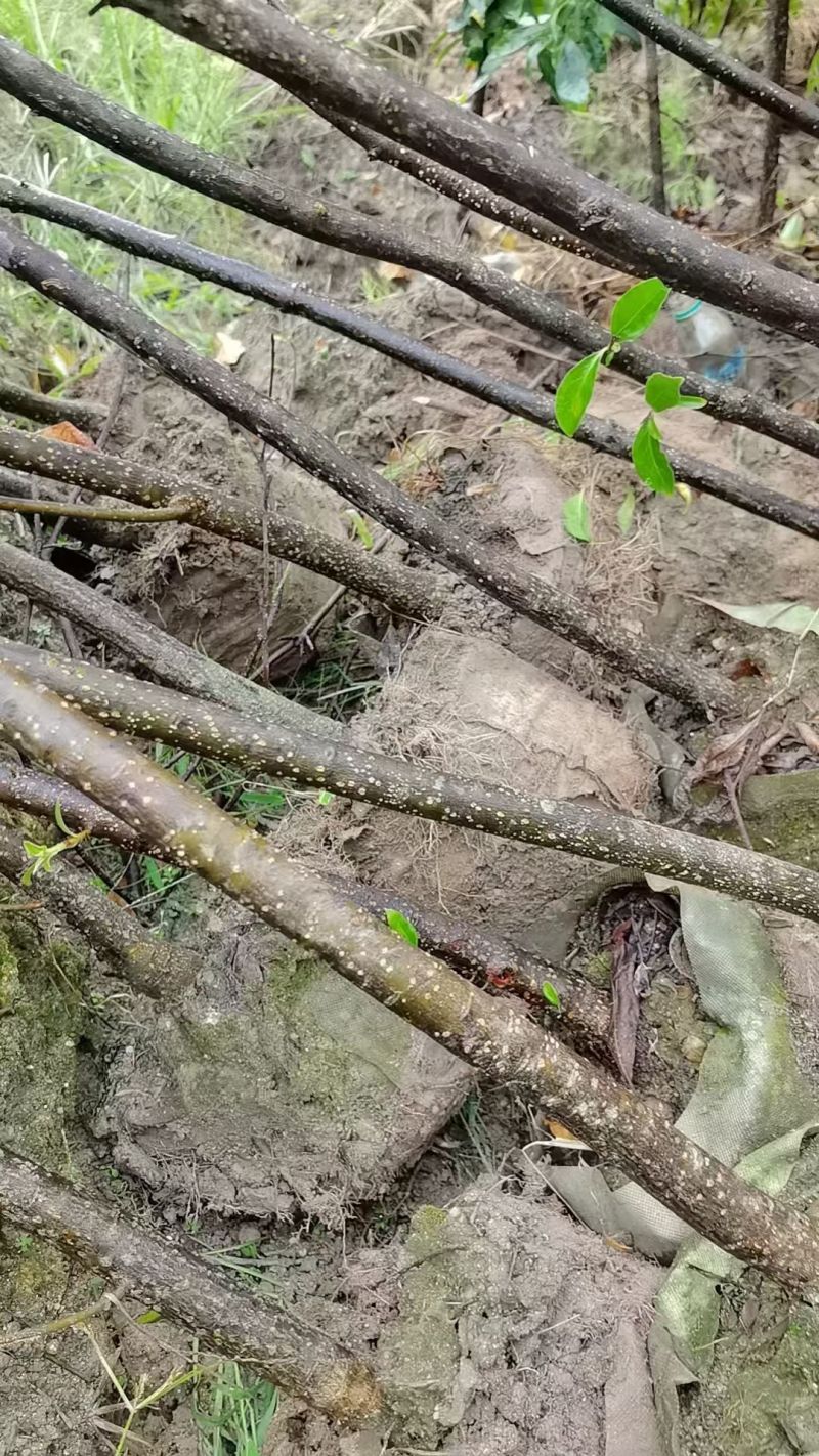 木荷杯苗苗木种苗常年供货欢迎田友咨询价格便宜