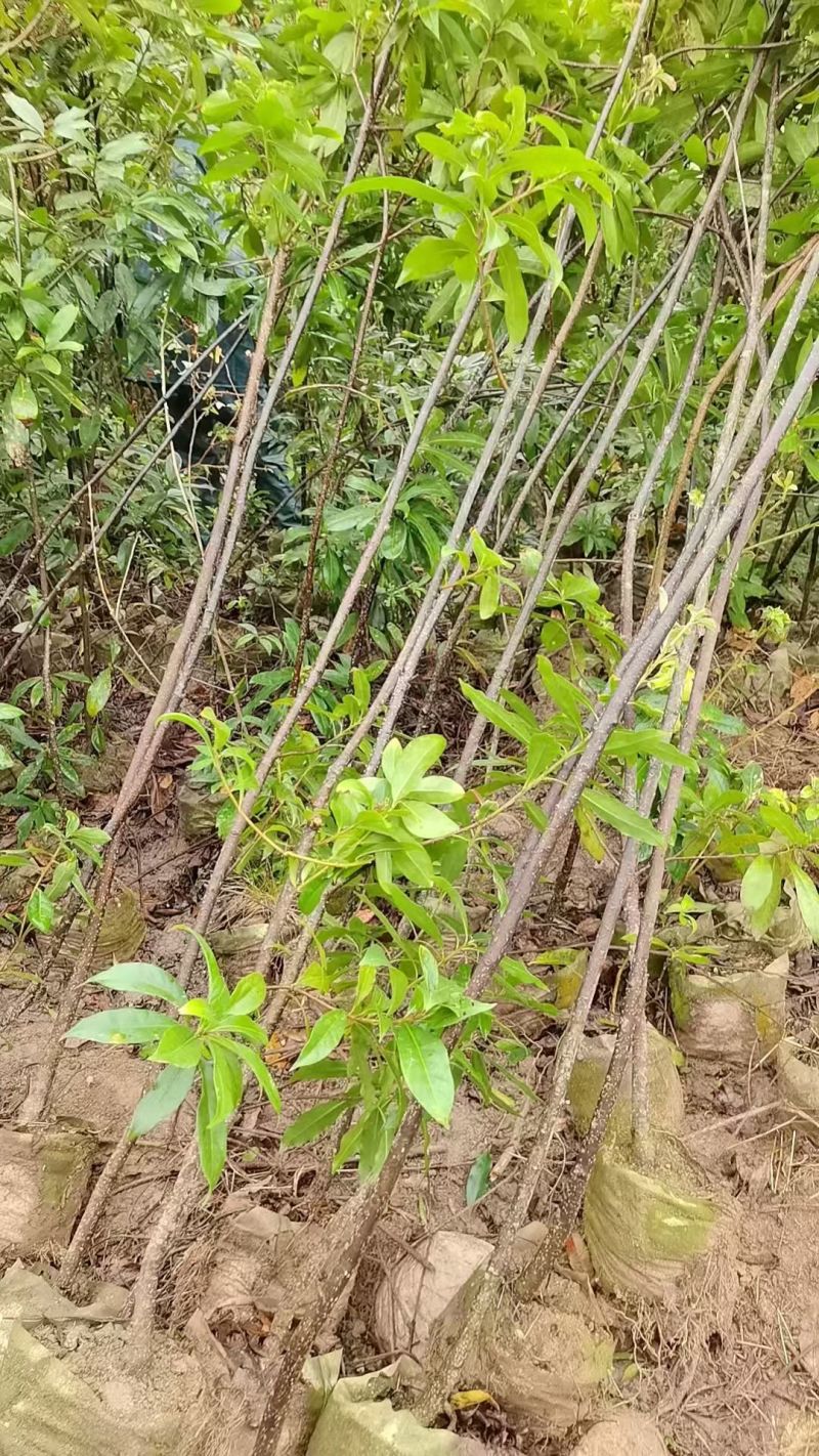 木荷杯苗苗木种苗常年供货欢迎田友咨询价格便宜