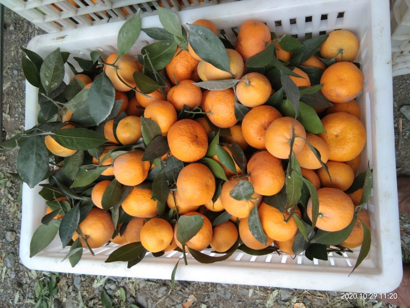 新余蜜桔