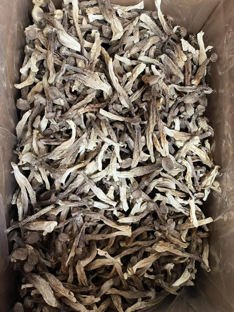 鹿茸菇大量现货厂家直销规格齐全全国发货欢迎合作