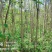 栾树和香椿