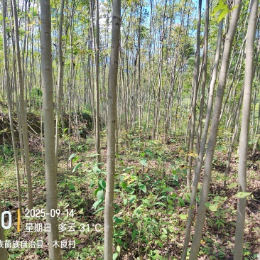 栾树和香椿
