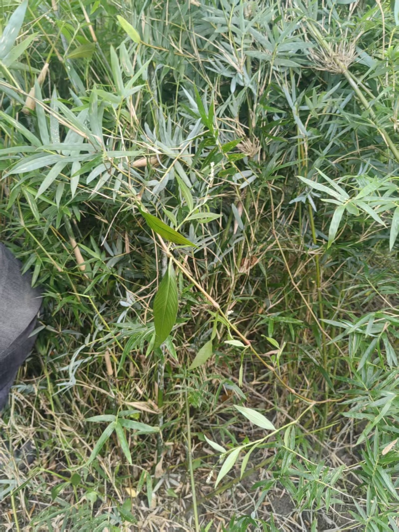 凤尾竹批发熊猫竹，高1.7-2米，冠幅饱满，基地直销。