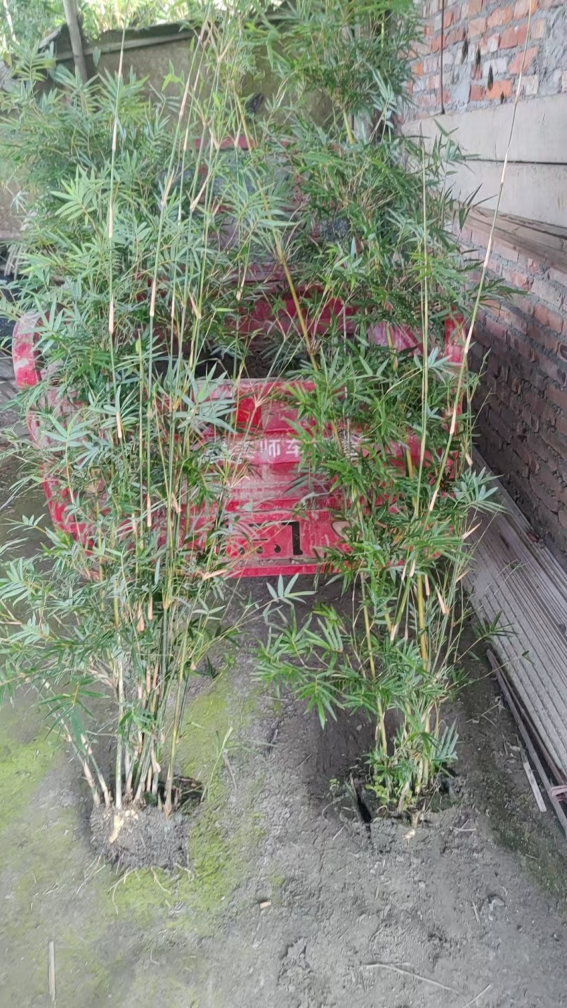 凤尾竹批发熊猫竹，高1.7-2米，冠幅饱满，基地直销。