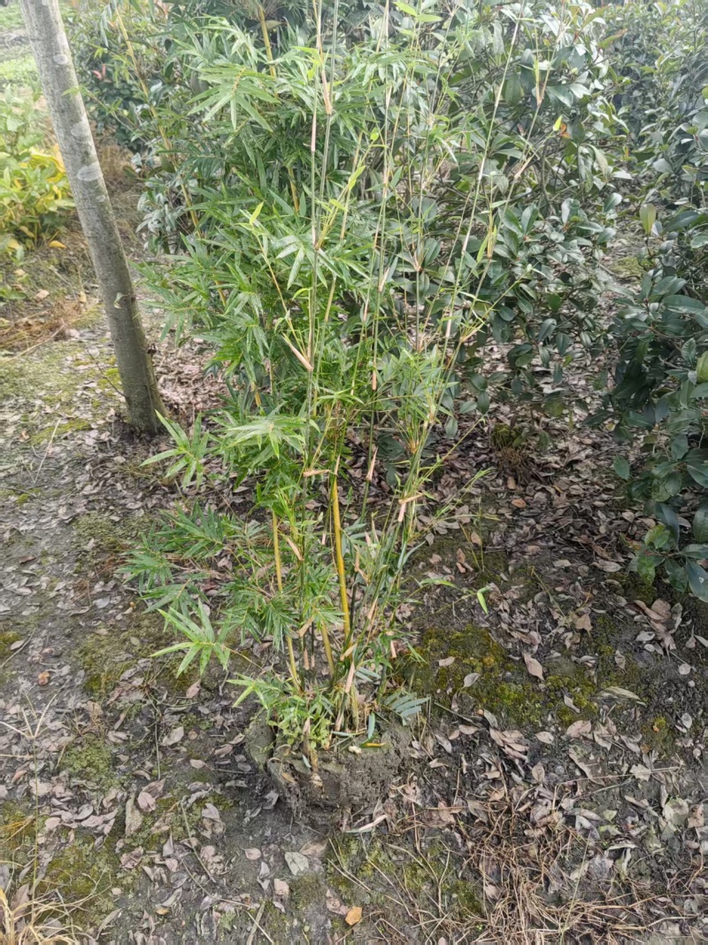 凤尾竹批发熊猫竹，高1.7-2米，冠幅饱满，基地直销。