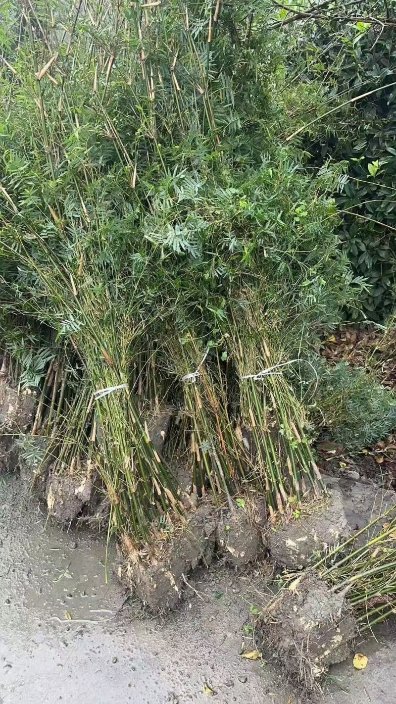 凤尾竹批发熊猫竹，高1.7-2米，冠幅饱满，基地直销。