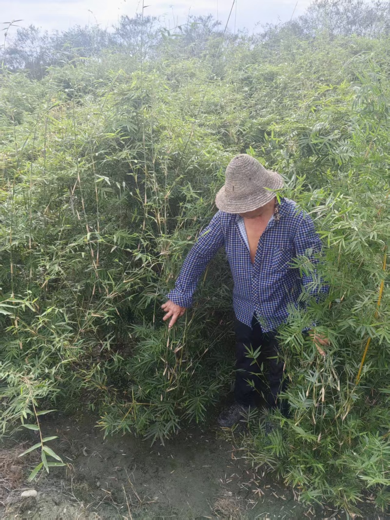 凤尾竹批发熊猫竹，高1.7-2米，冠幅饱满，基地直销。