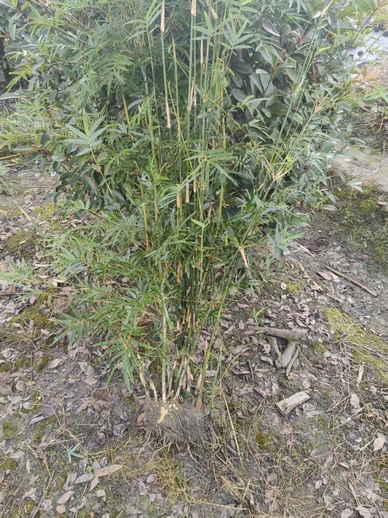 凤尾竹批发熊猫竹，高1.7-2米，冠幅饱满，基地直销。