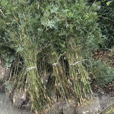 凤尾竹批发熊猫竹，高1.7-2米，冠幅饱满，基地直销。