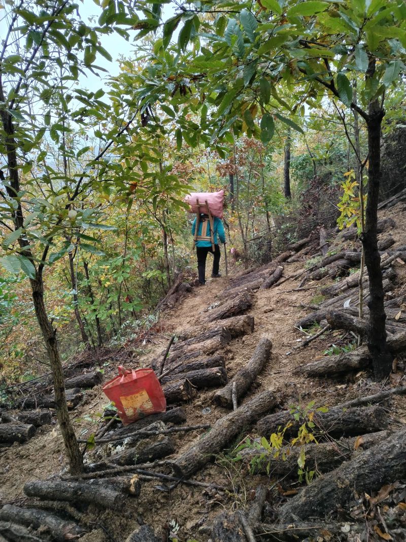 陕西汉中现挖新鲜天麻产地直销批零兼营量大从优欢迎来电咨询