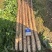 2025河北临漳红皮铁棍山药新货现挖规格齐全视频看货