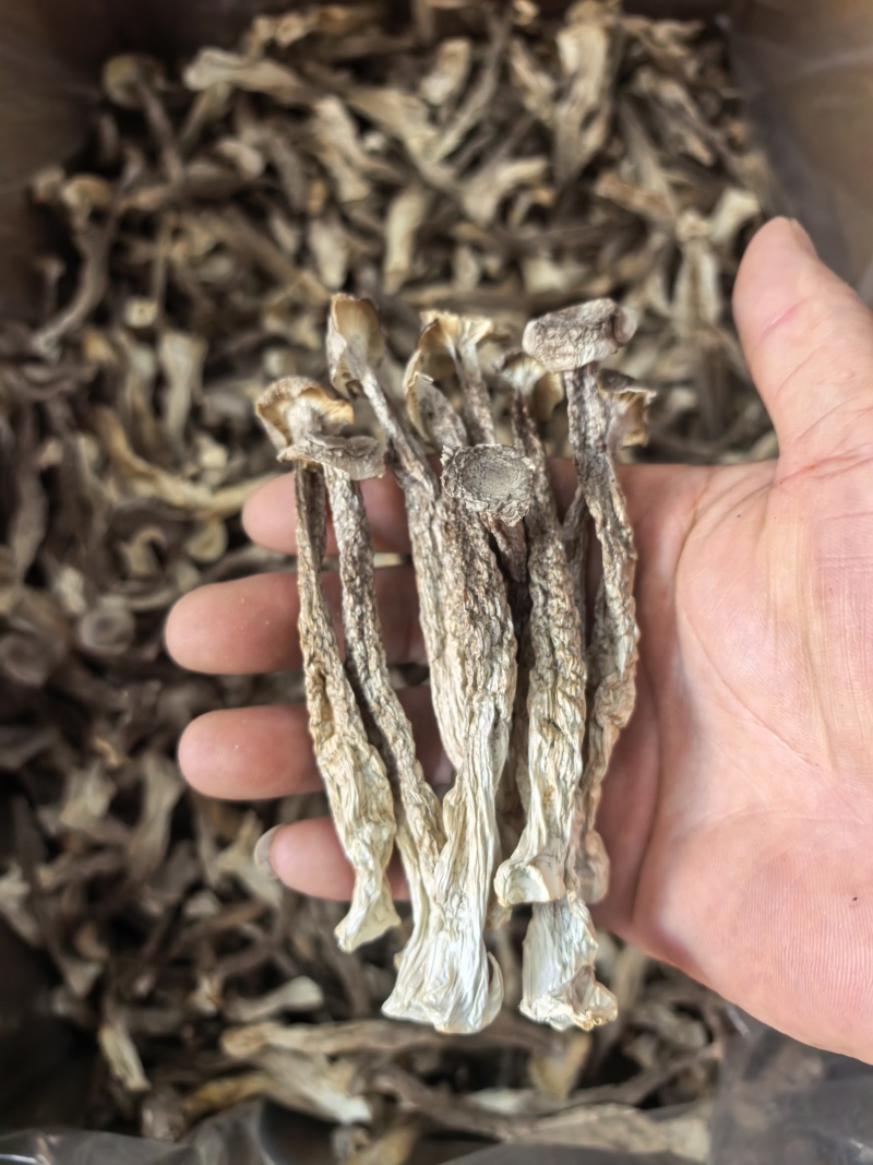 鹿茸菇大量现货厂家直销规格齐全全国发货欢迎合作