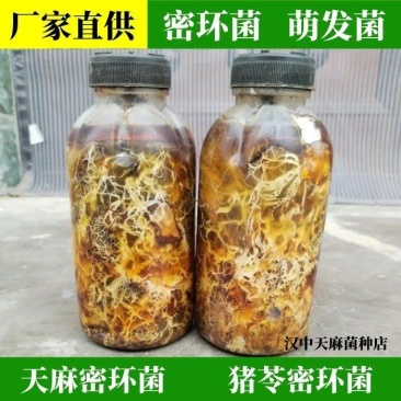 陕西汉中天麻蜜环菌猪苓密环菌水剂枝条蜜环菌