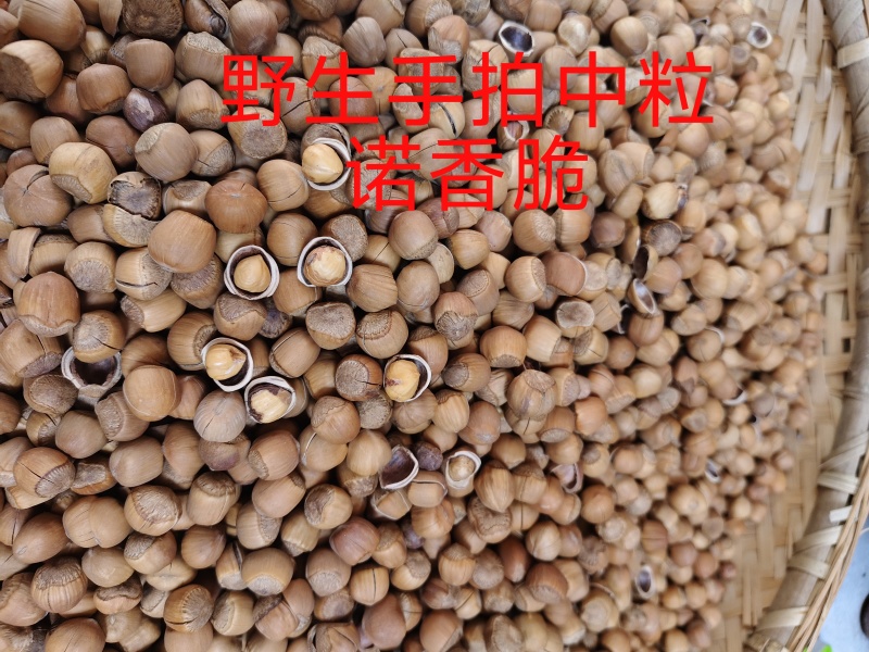 铁岭开原手拍水漏榛子