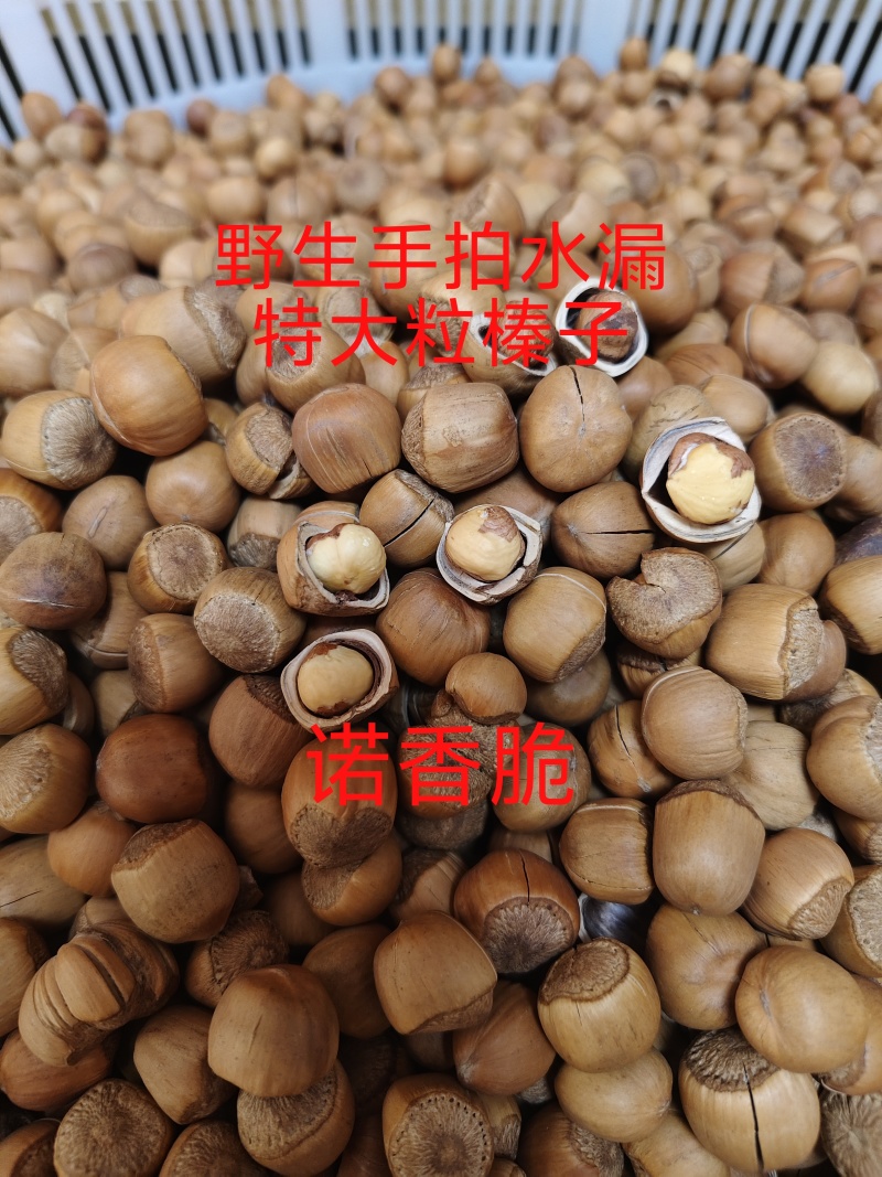 铁岭开原手拍水漏榛子