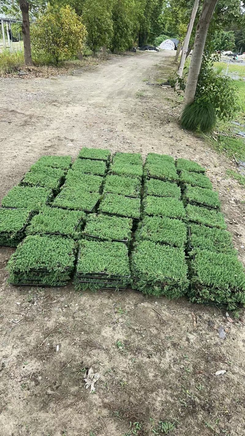 中华景天方盘40X40公分，量大价优，欢迎来一亩田订购。