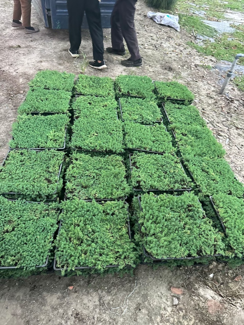 中华景天方盘40X40公分，量大价优，欢迎来一亩田订购。