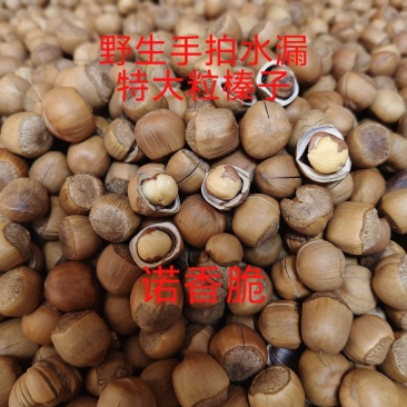 纯铁岭开原当地知名榛子