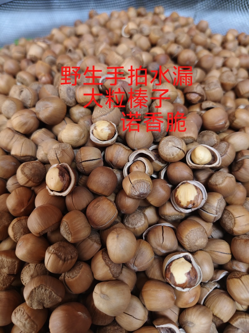 纯铁岭开原当地知名榛子
