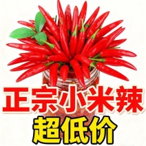 精品小米红尖椒今日报价适合电商超市加工厂各大市场请联系