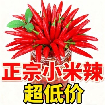 精品小米红尖椒今日报价适合电商超市加工厂各大市场请联系