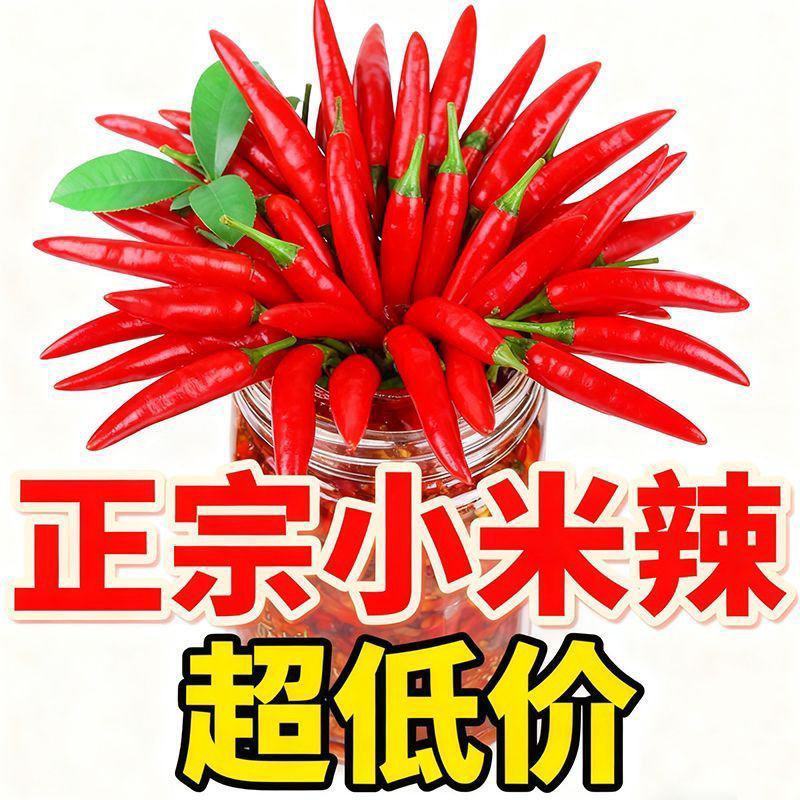 精品小米红尖椒今日报价适合电商超市加工厂各大市场请联系