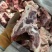 满肉腰椎骨