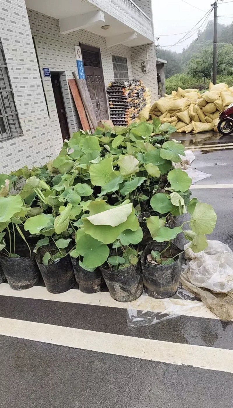 盆栽荷花一盆20支15块钱一盆合0.75一支