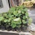 盆栽荷花一盆20支15块钱一盆合0.75一支