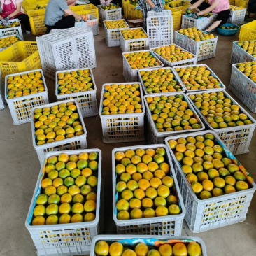 江永回龙圩特早密桔八月中旬开始上市
