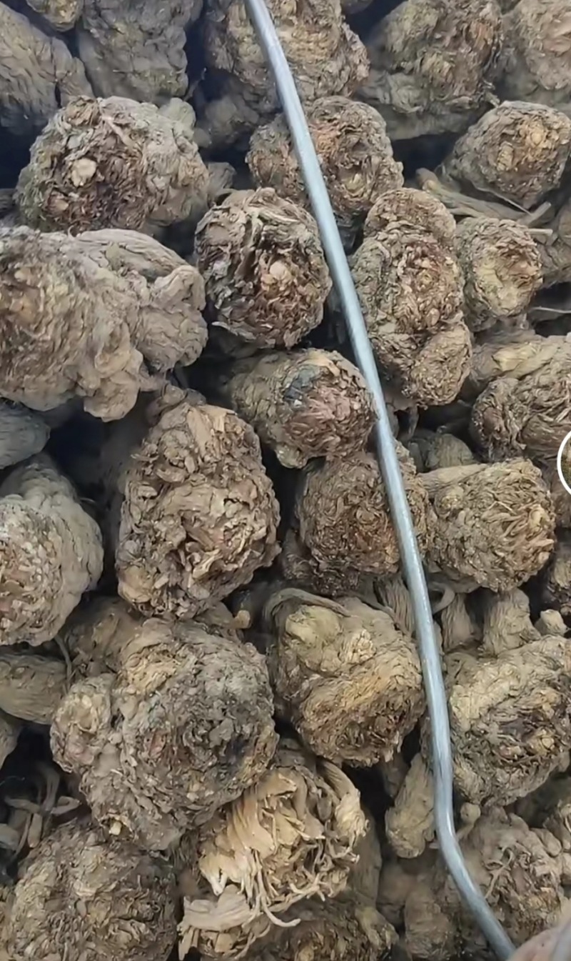 干货当归