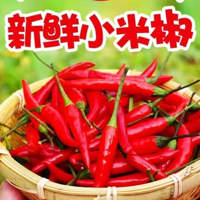 精品小米红尖椒今日报价适合电商超市加工厂各大市场请联系