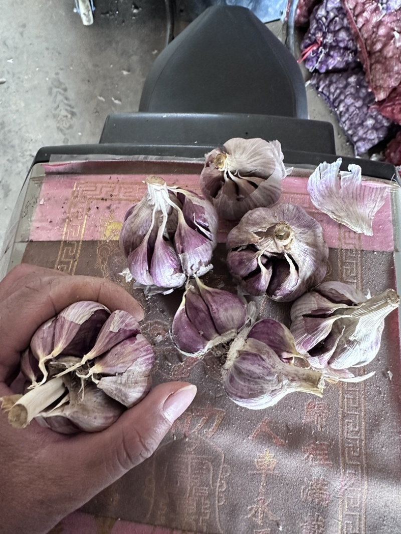 云南精品红香蒜产地直供可视频看货对接超市批发市场