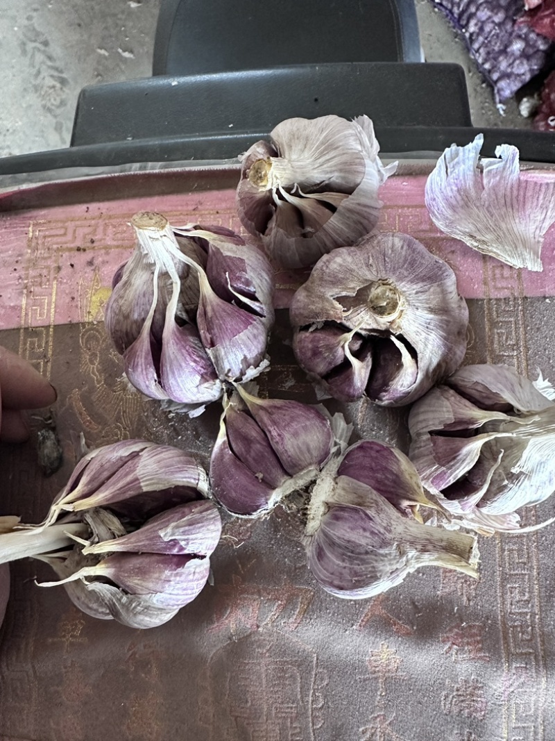 云南精品红香蒜产地直供可视频看货对接超市批发市场