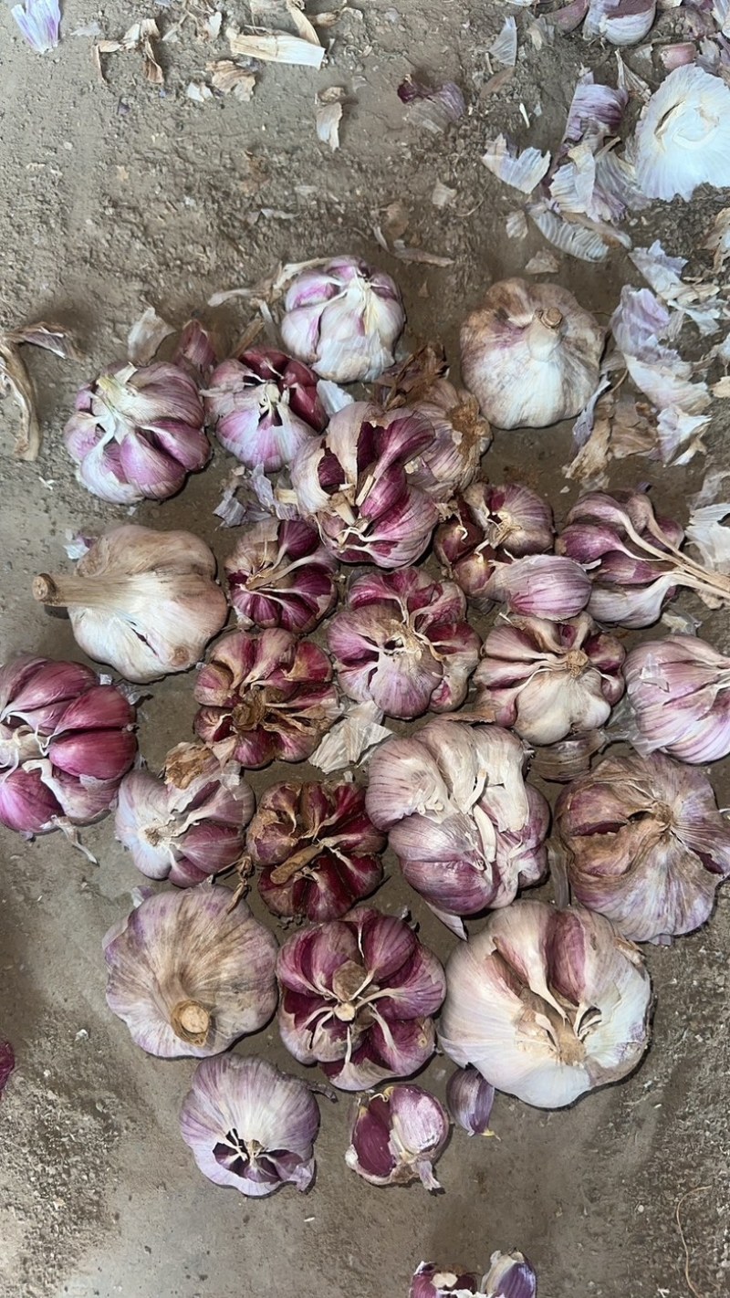 云南精品红香蒜产地直供可视频看货对接超市批发市场